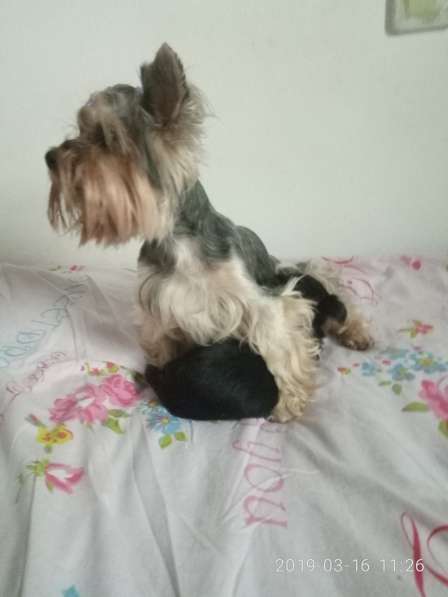 Продаётса щенок йорка в фото 4