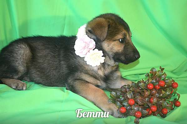 Щенки-девочки Беста, Бетти, Бесси Возраст 2 мес в Санкт-Петербурге фото 3
