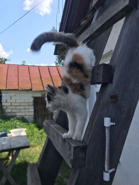 Котёнок в Нижнем Новгороде