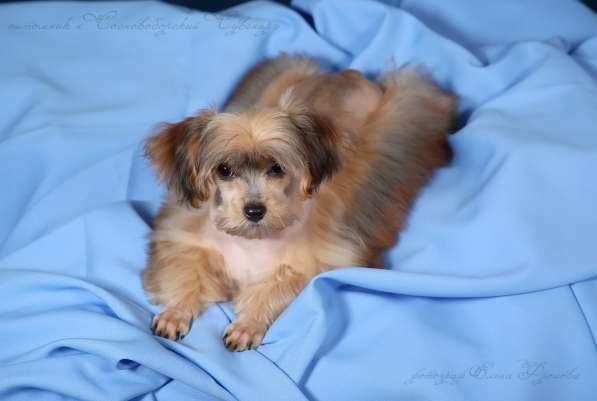 Петербургская Орхидея девчушка красотка