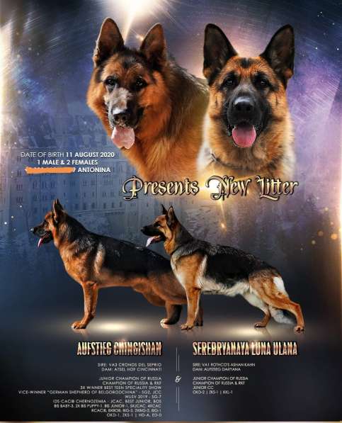 Щенки немецкой овчарки в Воронеже фото 8