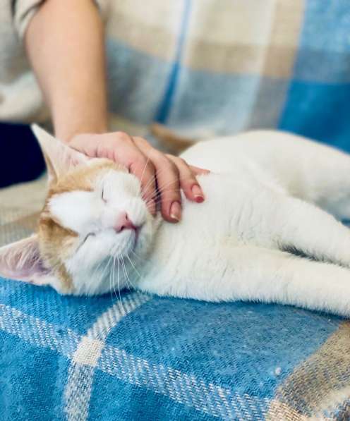 Необыкновенно яркий котенок Сникерс ищет дом в Москве