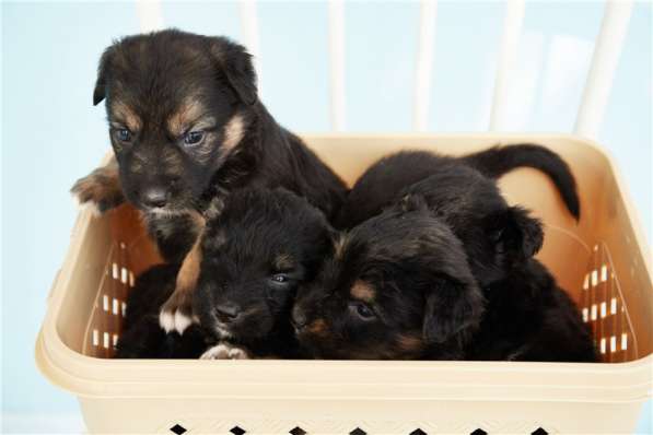 Москва, МО. Чудесные малыши ищут дом в Москве фото 10