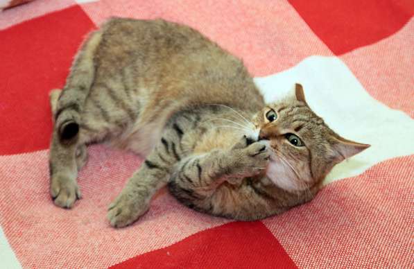 Ласковый мурлыка в Санкт-Петербурге фото 21