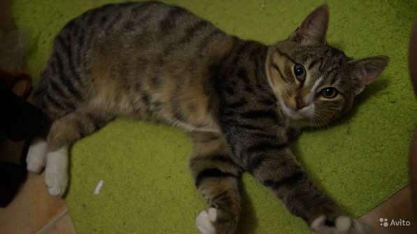 Котёнок Леон в Москве фото 8