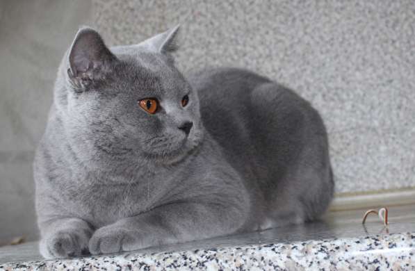 Британский мальчик в фото 7