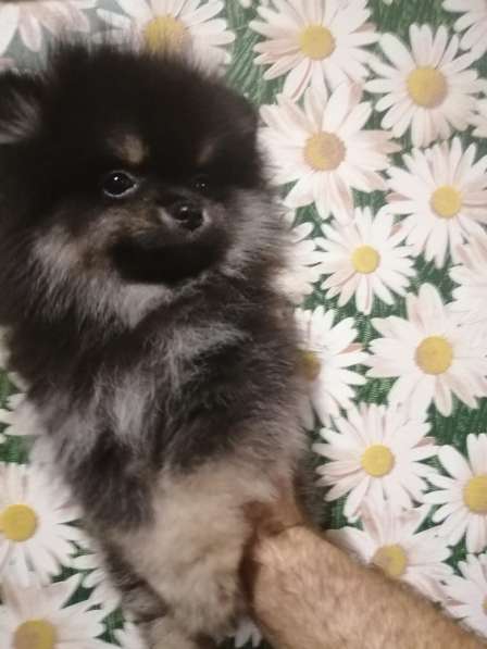Pomeranian в фото 18