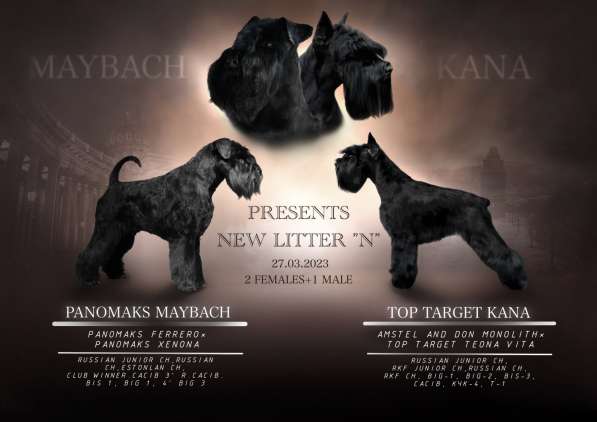 Щенок чёрного цвергшнауцера