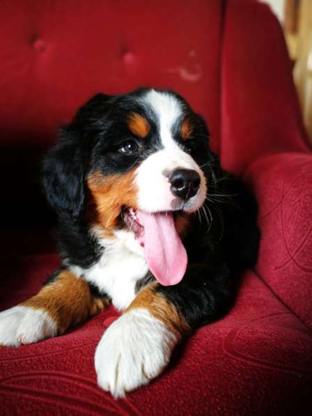 Щенки бернского зенненхунда в Москве фото 9