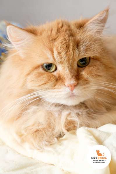 Подойдет ли вам кошечка Кася в Москве фото 4