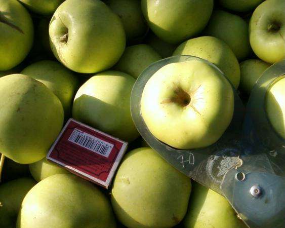 Плодоносящий яблоневый сад в Крыму в Феодосии