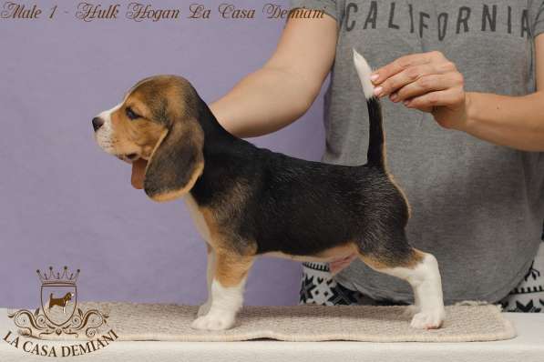 Перспективные щенки бигля FCI в фото 4