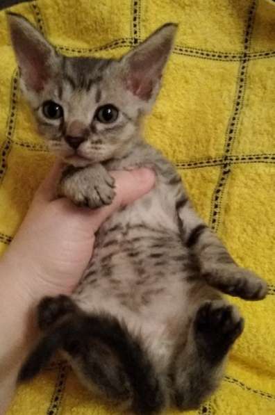 Кудрявые эльфы, каракулевые, элитные котята Девон-Рекс в Санкт-Петербурге фото 35