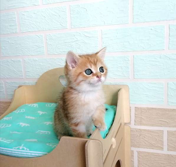 Золотые шиншилки в фото 12