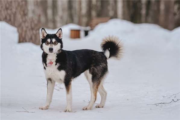 Супер-собака Урса в добрые руки! в Москве фото 15