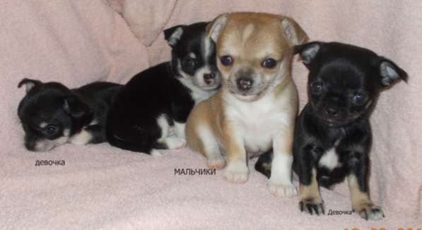 Чихуахуа в Санкт-Петербурге