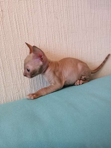 Котята Корниш рекс из питомника в Москве фото 7