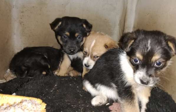 Щенки в добрые руки в Ростове-на-Дону фото 4