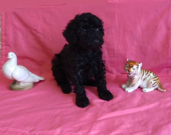 Щенок в подарок в Липецке фото 7