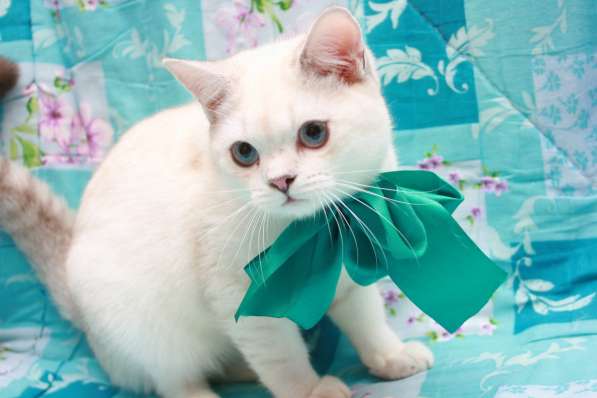 Голубоглазая кошечка в Лобне фото 5