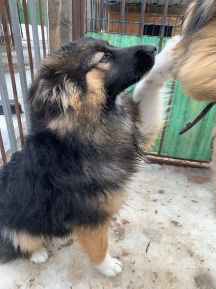 Нора - щенок карело-финской лайки ищет дом в Москве фото 3