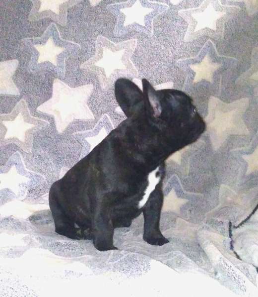 Француженка тигровая в Кирове фото 13