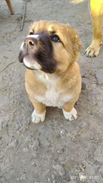 Продаются щенки алабая в фото 26