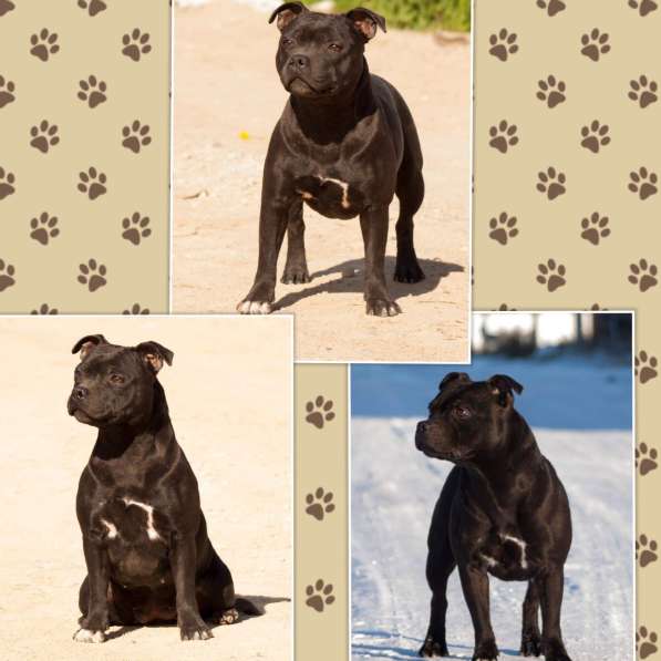 Стаффордширский бультерьер в фото 5