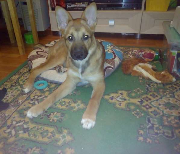 Ника, семейная собака ищет дом в Бронницах фото 15