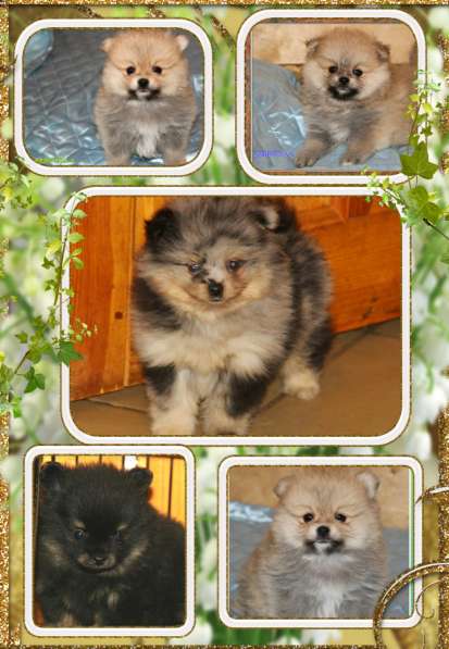 Щенки шпица в Раменское фото 44