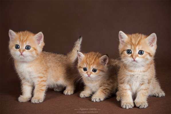 Золотой британский котенок