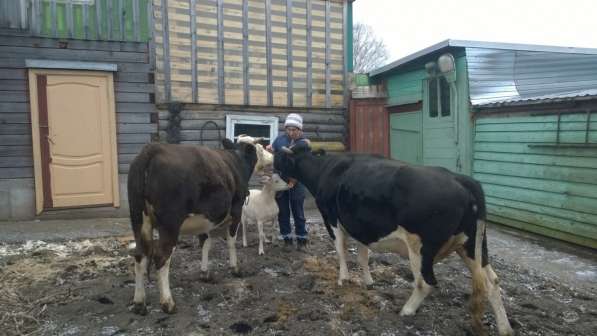 Продам коров в Новосибирске