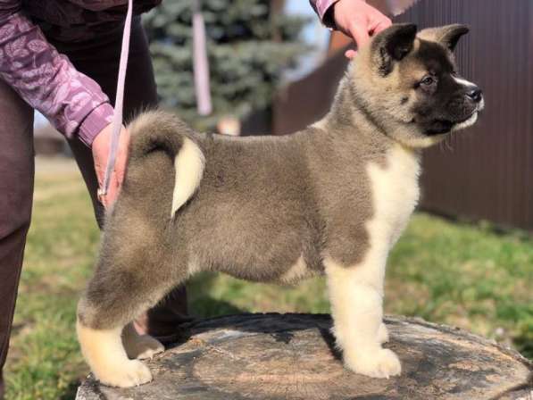 Американец в Краснодаре фото 4