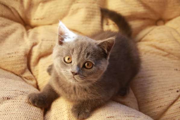 Роскошные британские котята из профессионального питомника в фото 6