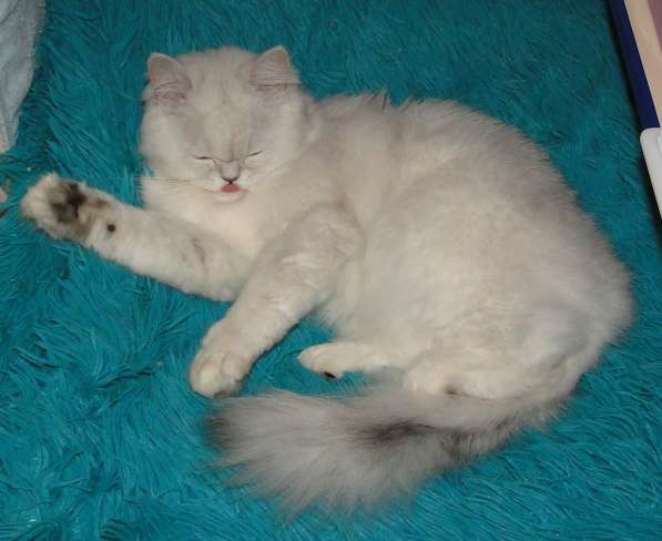 Добрый, нежный, ласковы, пушистый шотландский котик в Уфе фото 8