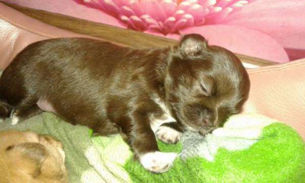 Щеночки чихи в Тюмени