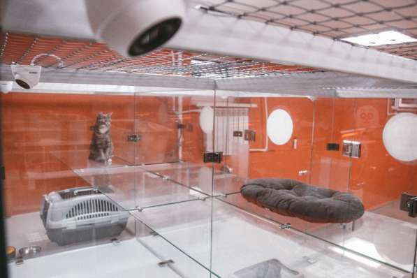 Зоогостиница BookingCat Люберцы/Жулебино в Люберцы фото 27