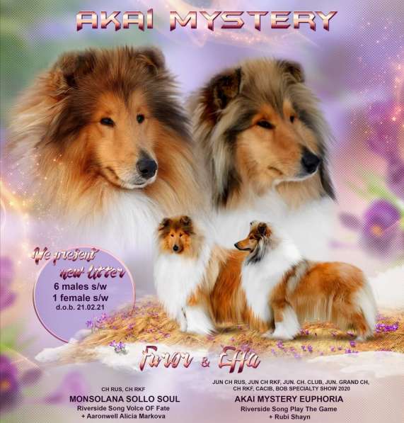 Collie rough Puppies в фото 5