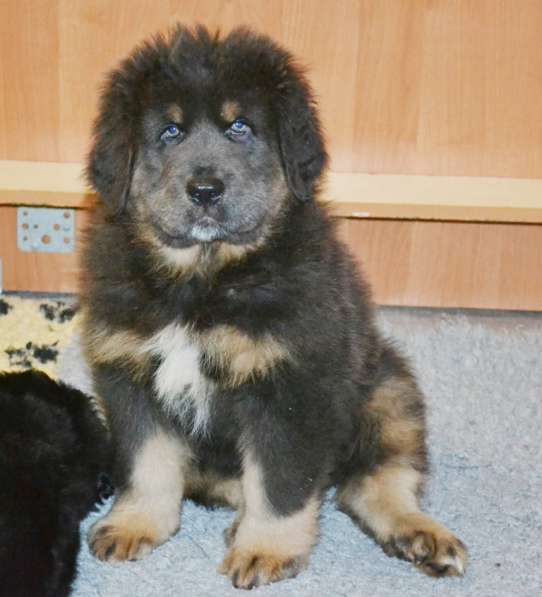 Тибетский мастиф - лучший страж на территории в Москве фото 65