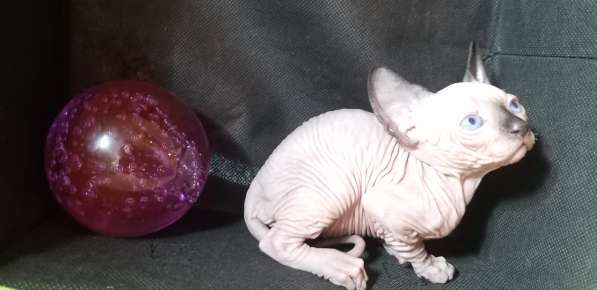 Чистокровные котята Канадского сфинкса от гранд-интерчемпион в фото 3