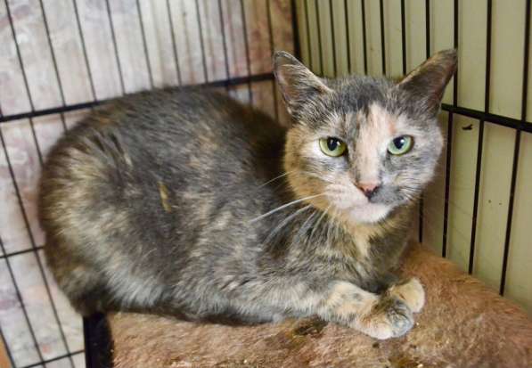 Скромная кошечка Дуня ищет дом! в Москве фото 6