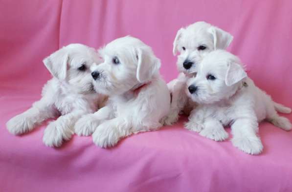 Белые цвержики в Барнауле фото 6