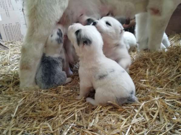 Щенки Среднеазиатской овчарки в Москве фото 14