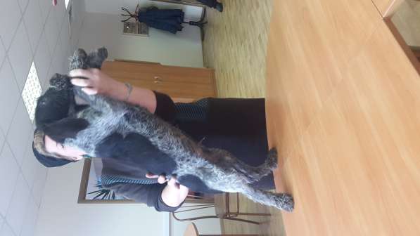 Породистый щенок дратхаара в Москве фото 5