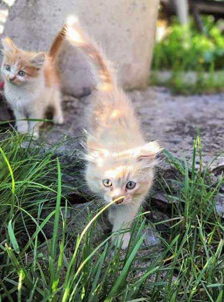 Очаровательные котята, мальчик и девочка ищут дом в Ульяновске фото 5