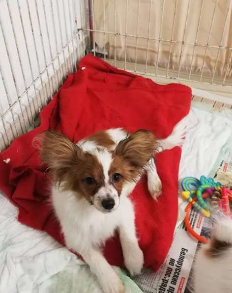 Щенки папильона в фото 5