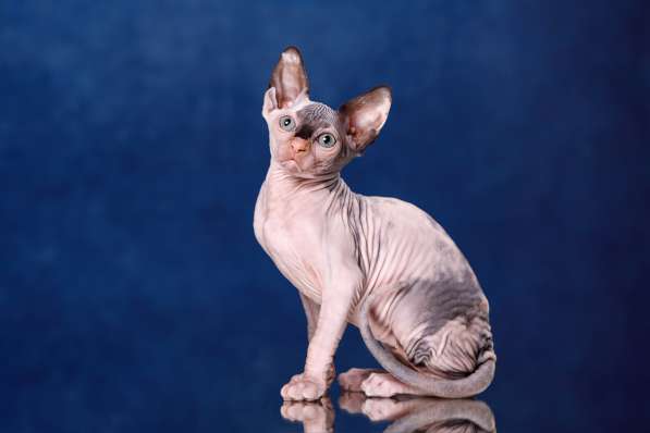 Питомник Эльфов, бамбино, Двэльфов, сфинксов в Находке фото 7