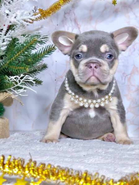 Щенки французского бульдога в Железнодорожном