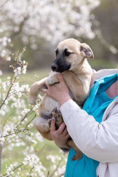 Ласковые щенята в Санкт-Петербурге фото 4