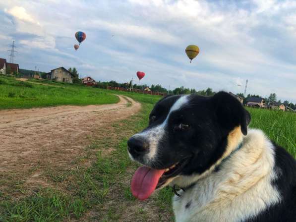 Белый Бим чёрное ухо в Москве фото 5